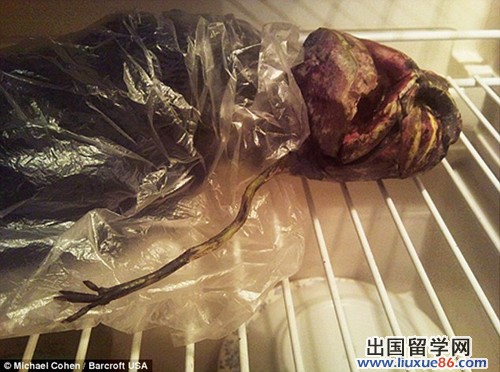 外星人尸体冰箱 冷冻两年