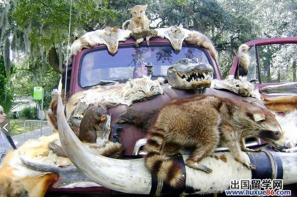 美国史上最诡异汽车 用50多具动物尸体做装饰