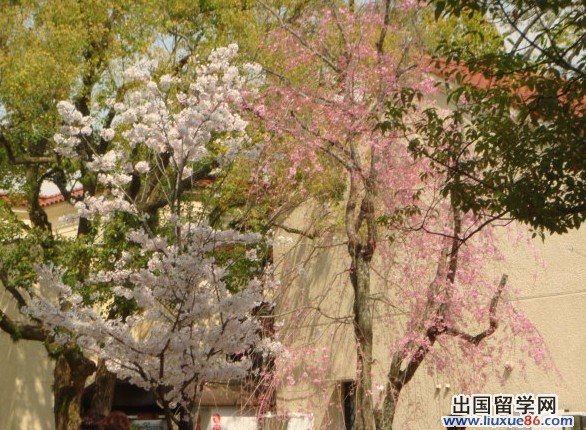 关西大学校园风光