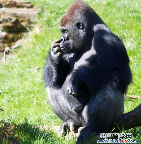 大猩猩乔迁新家不注意形象 当众“抠”鼻子