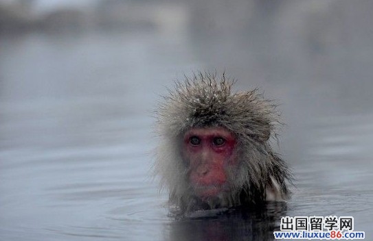 盘点动物界的表情帝：日本猴哥泡温泉最销魂