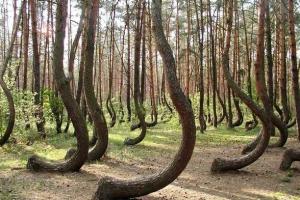 世界十大迷人森林