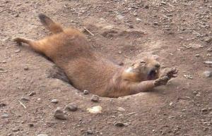 天生的好演员:土拨鼠