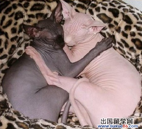 加拿大留学 探寻加拿大无毛猫的秘密