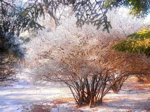 辽宁大学校园风景