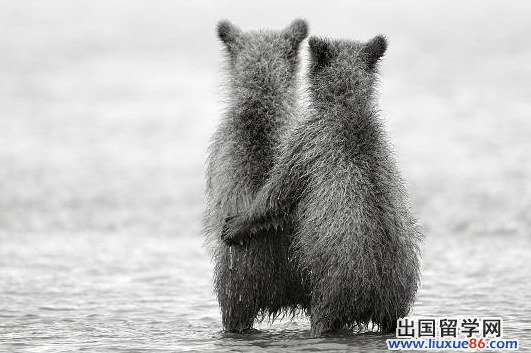 经典情感语录大全