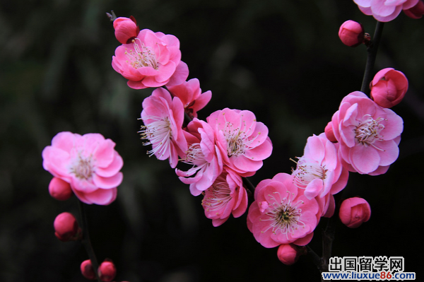 写梅花的诗句