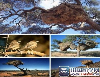 盘点:自然界七大建筑奇观