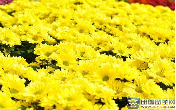 描写菊花的优美句子