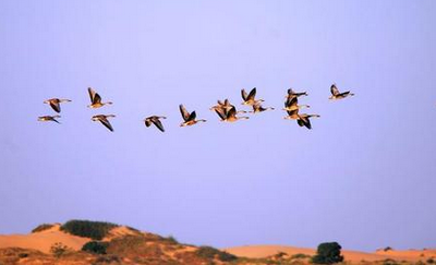 友情的唯美句子