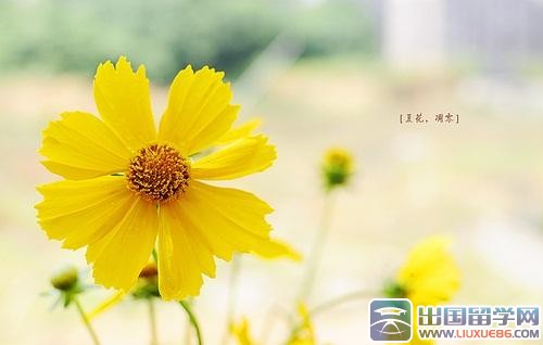 关于春天的句子