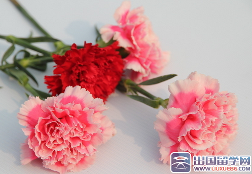 妇女节送什么花