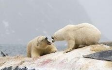 北极熊挪威岛屿袭击露营客致1死4伤