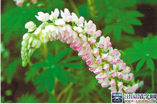 2015母亲节是几月几号