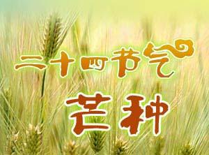 芒种是什么意思