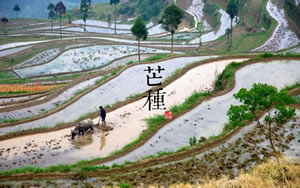 芒种是几月几日