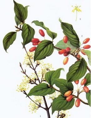 重阳节传统习俗有哪些