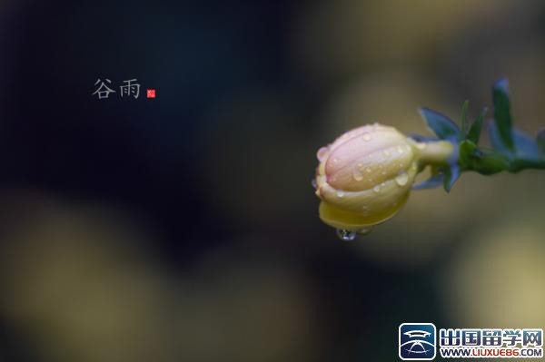 描写谷雨节气的古诗
