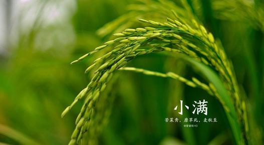 小满节气短信祝福语100条