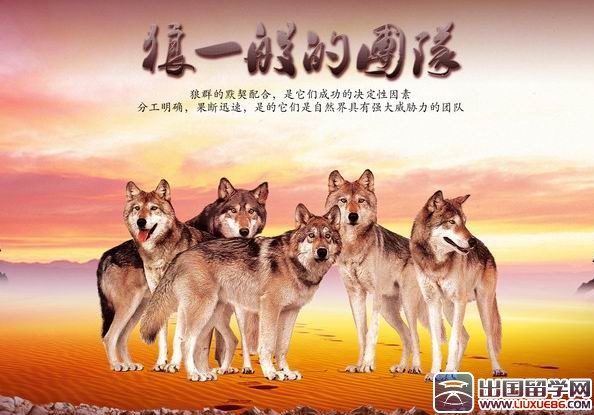 狼性团队的口号