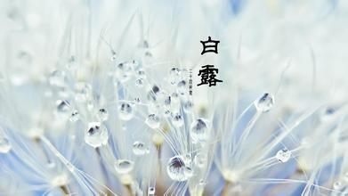 白露简介