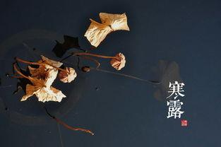 寒露常识