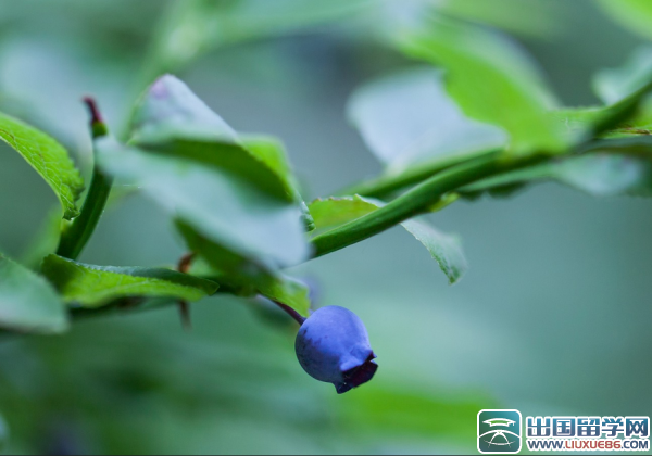 中秋节公司对联