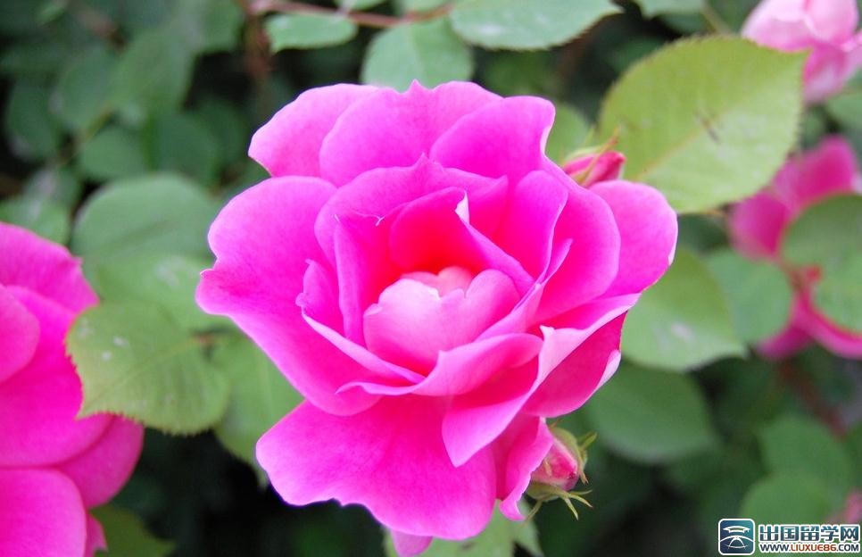 教师节鲜花图片