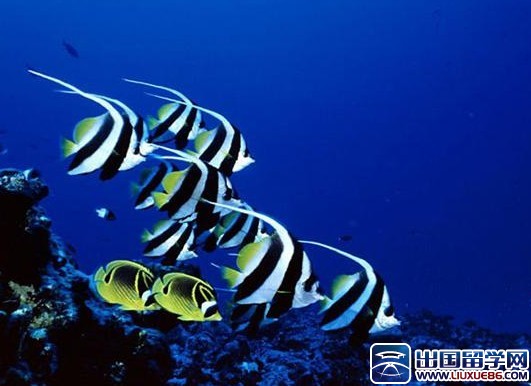 富饶的西沙群岛读后感