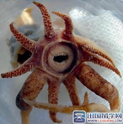 世界罕见物种揭秘