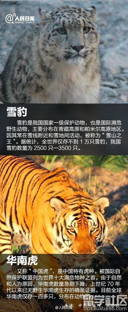 国宝级的珍稀动物有哪些