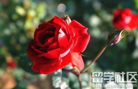 七夕节礼物图片