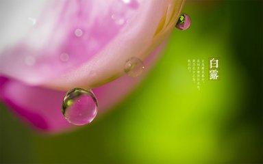 白露时节 宜多喝健脾淡粥