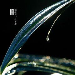 白露化痰止咳食谱