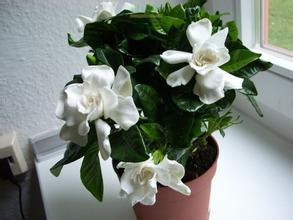 栀子花的养殖方法和注意事项