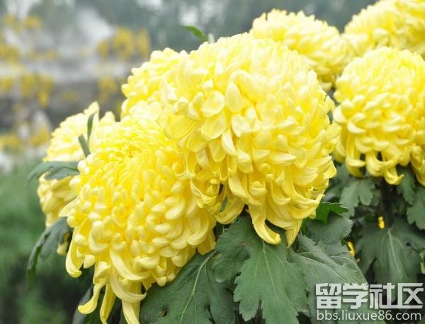 描写菊花的诗句
