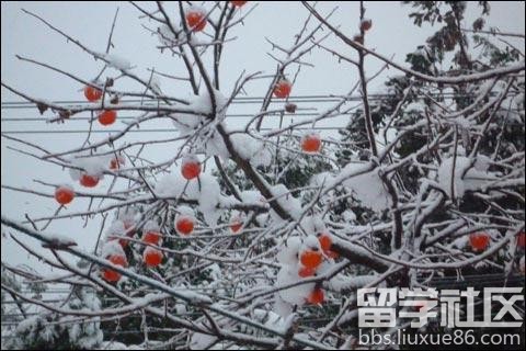 小雪节气怎样计算