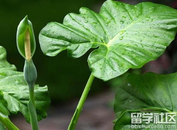 滴水观音的养殖方法