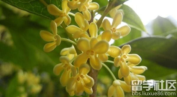 桂花的花语