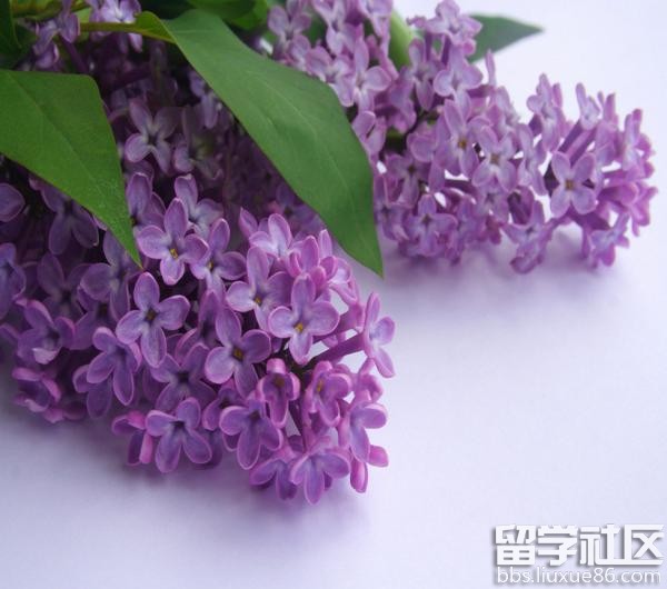 薰衣草花语