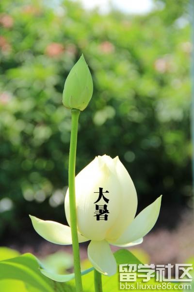 关于大暑的图片