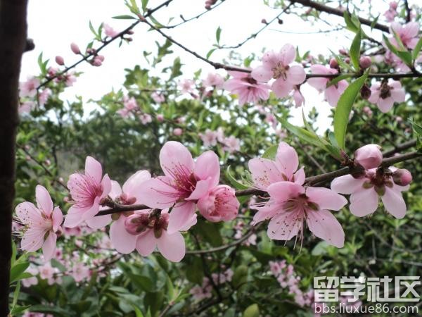 关于桃花的诗句