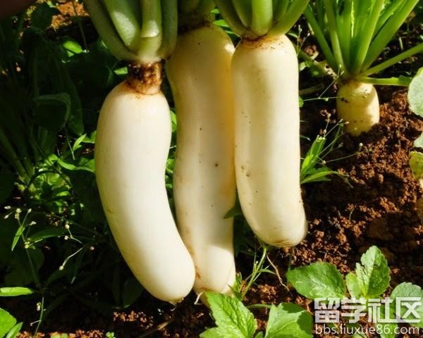 白萝卜和胡萝卜不能一起吃吗?