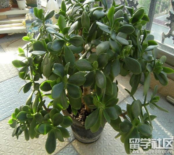 玉树的养殖方法和注意事项
