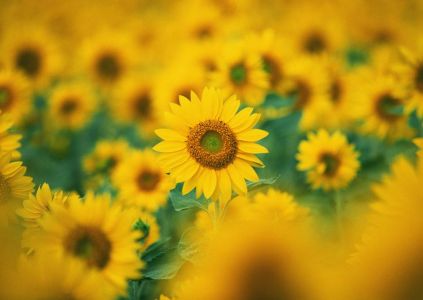 向日葵作文汇总