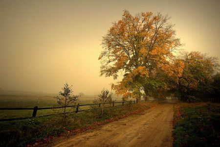 感受自然作文汇总