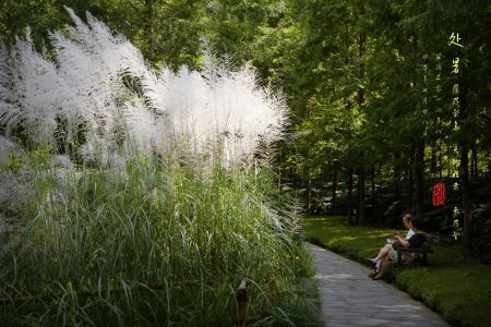 关于处暑的作文汇总