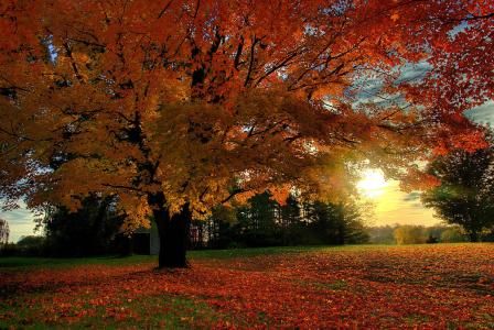 加拿大大学各项指标排名