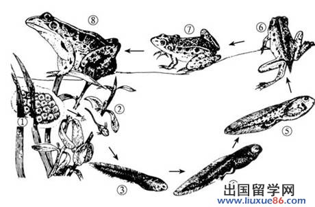 D:工作生物生物解析八下jpg7-3-6 副本.jpg