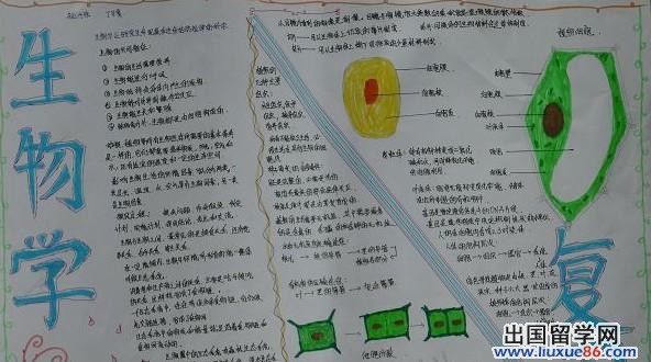 生物手抄报图片